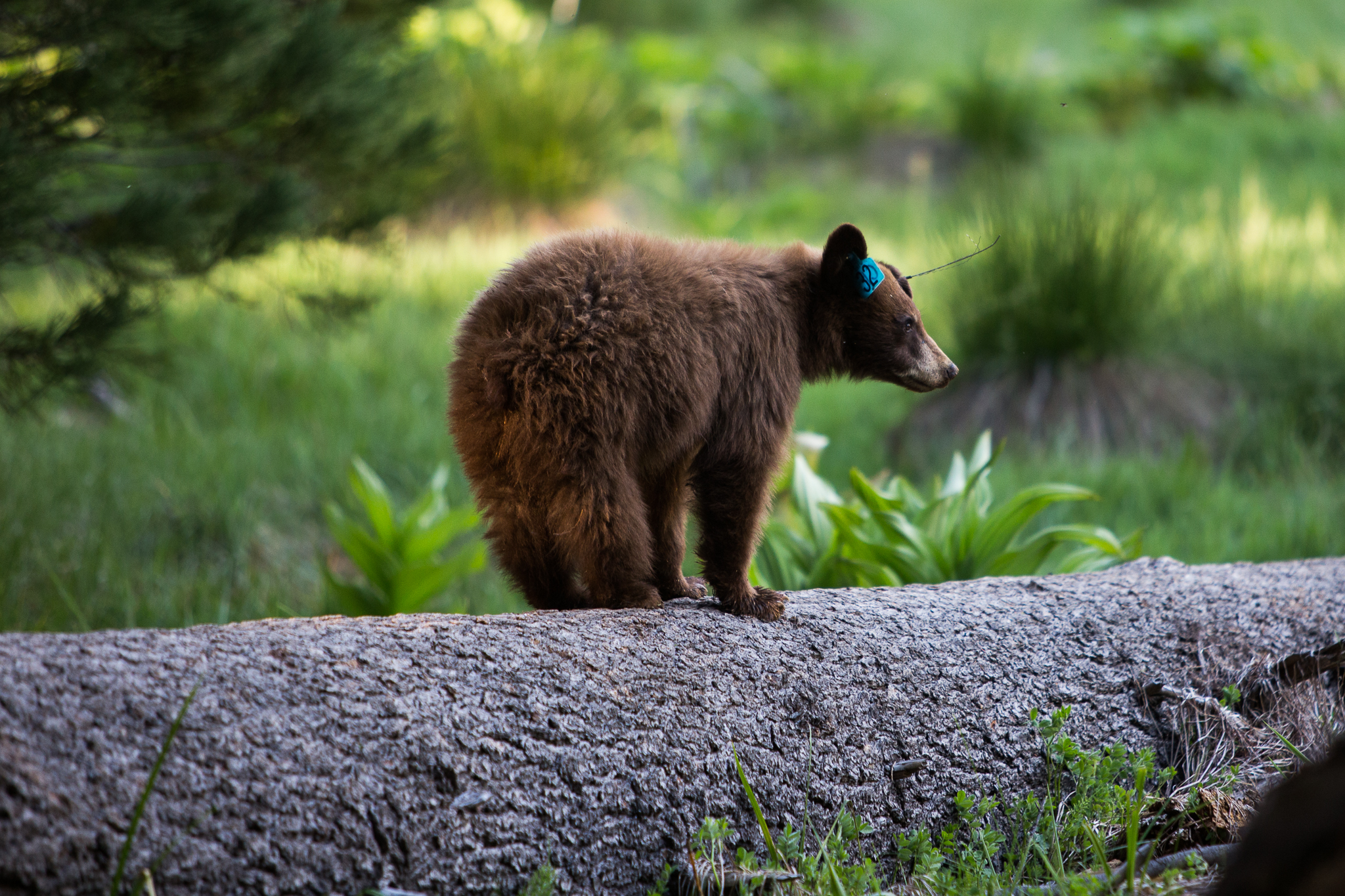yosemite-8908.jpg
