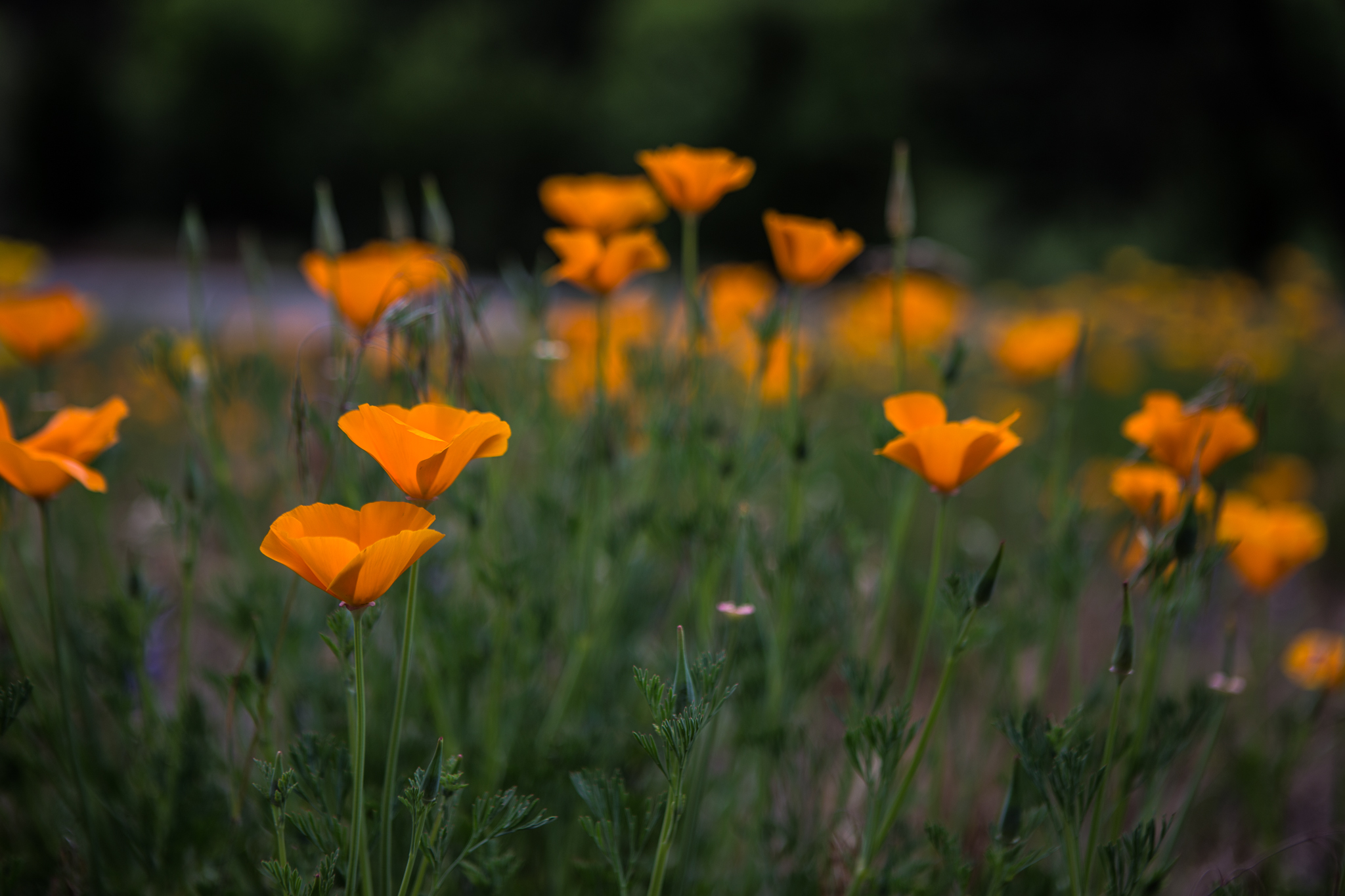 yosemite-9603.jpg