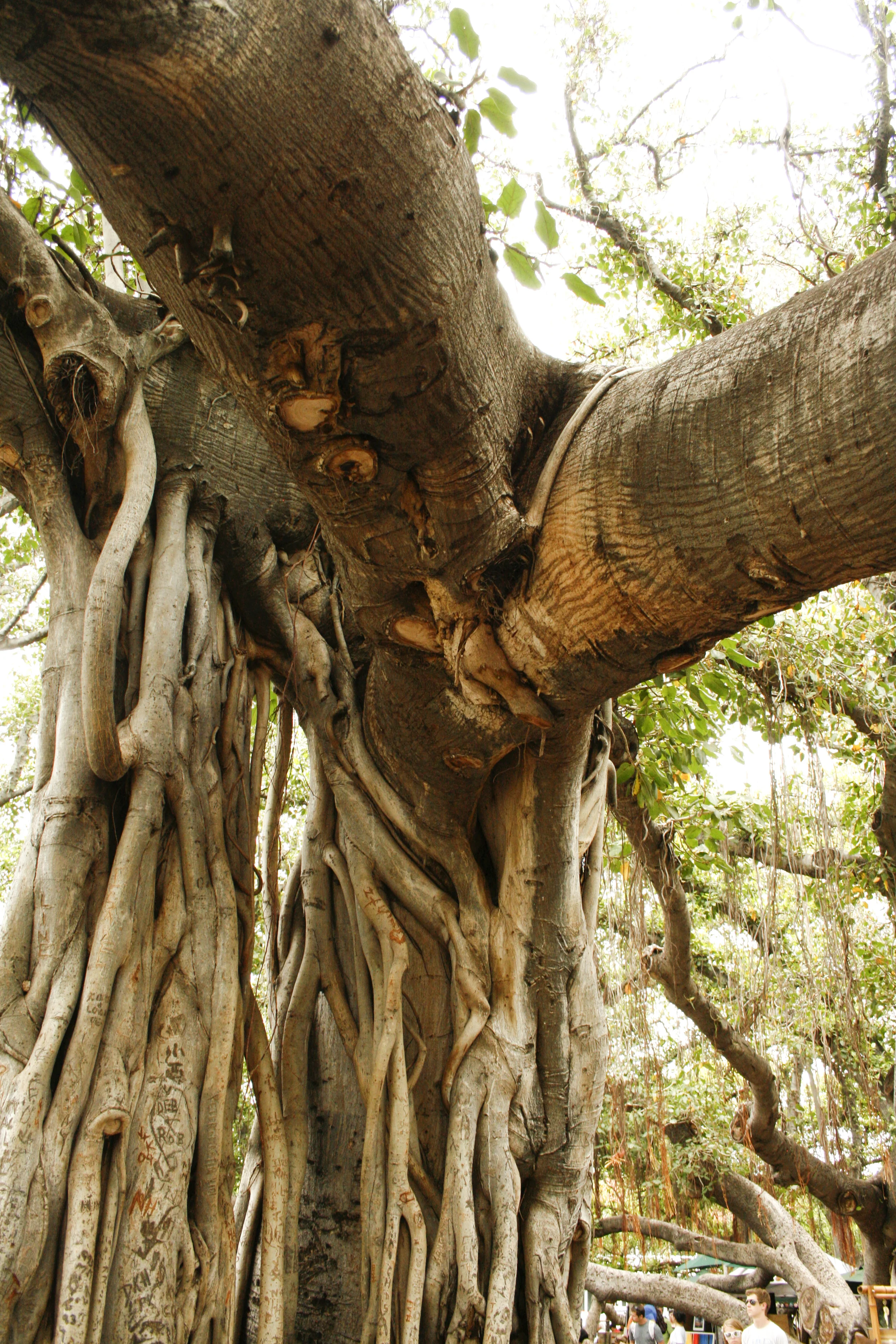 Banyan tree branch and root.