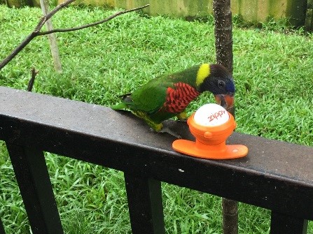 Zippy_KL_park_parrot_02.jpg