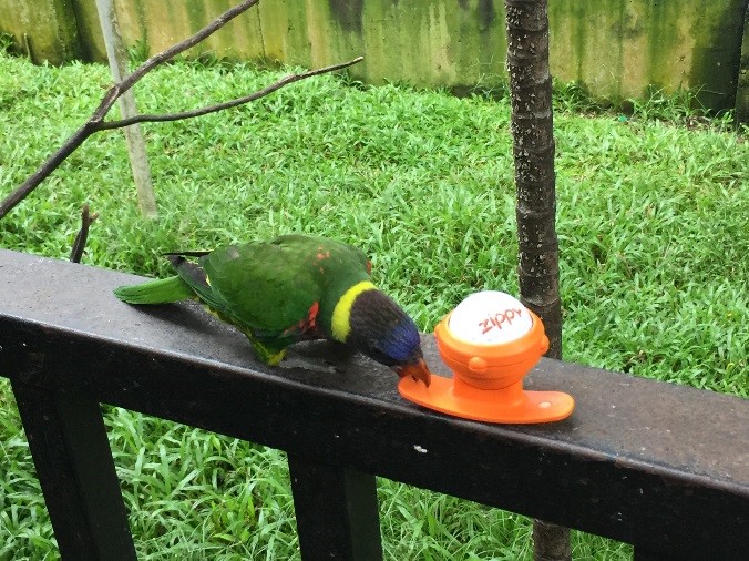 Zippy_KL_park_parrot_04.jpg