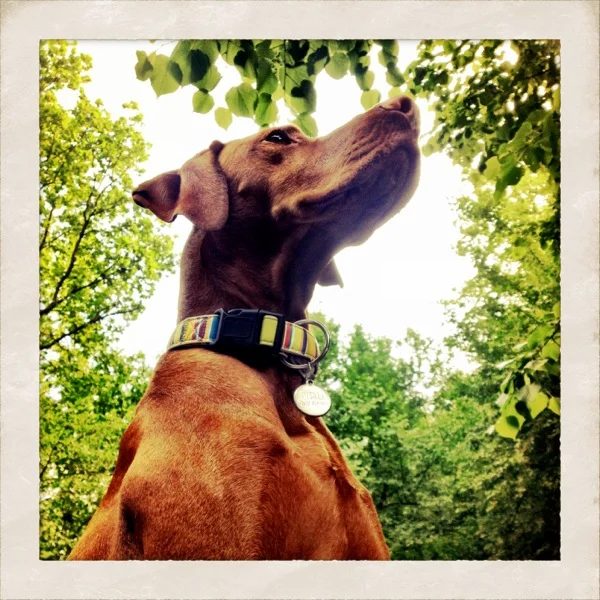 iphone-20120513162615-1.jpg