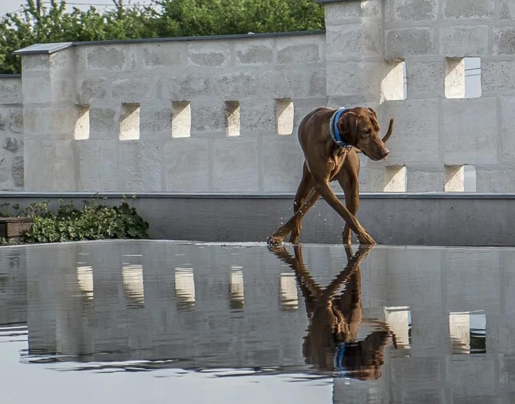 SASSZÉ