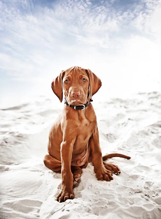 PITYU - NYOLC HETES KORÁBAN