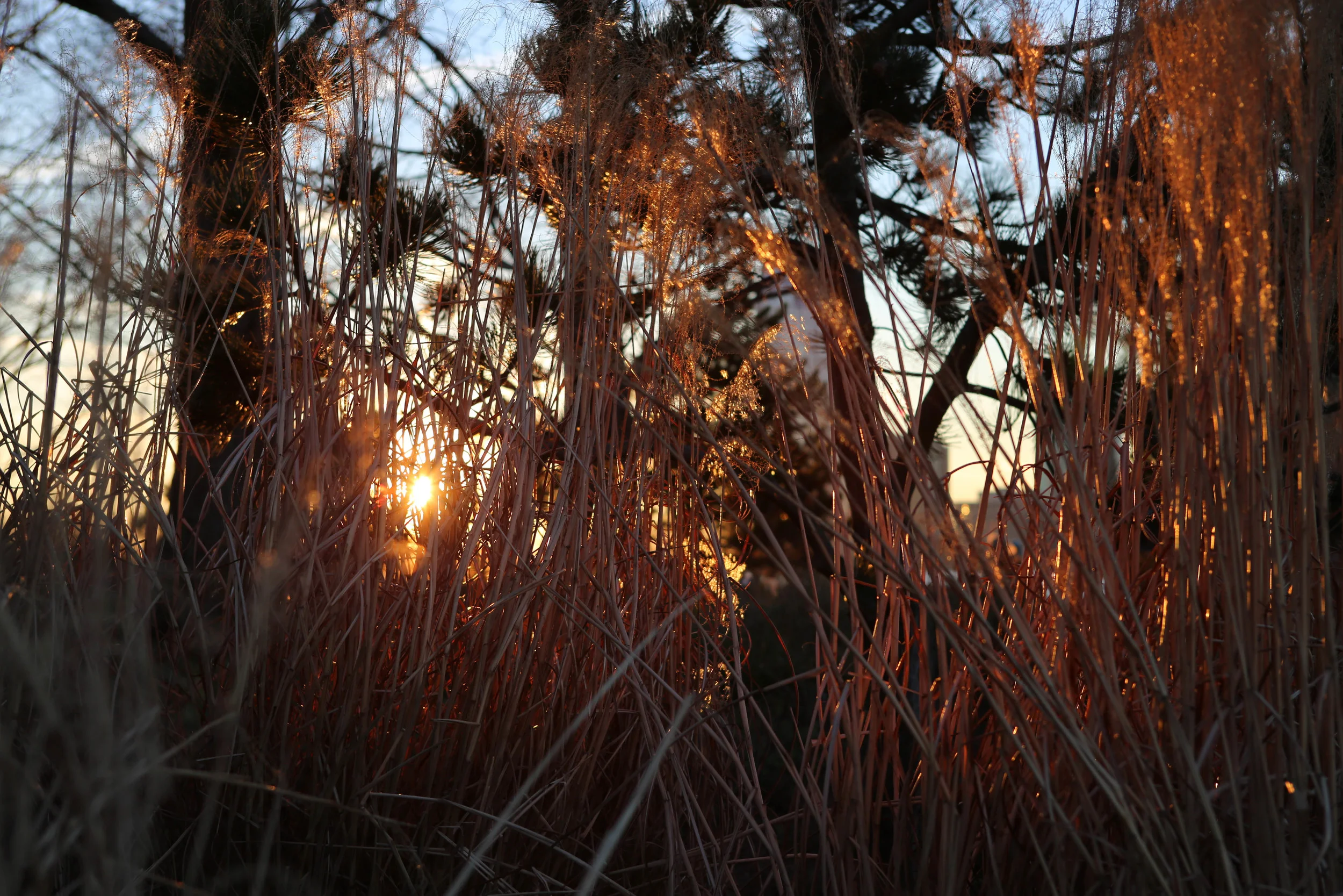 A sunset glimpse