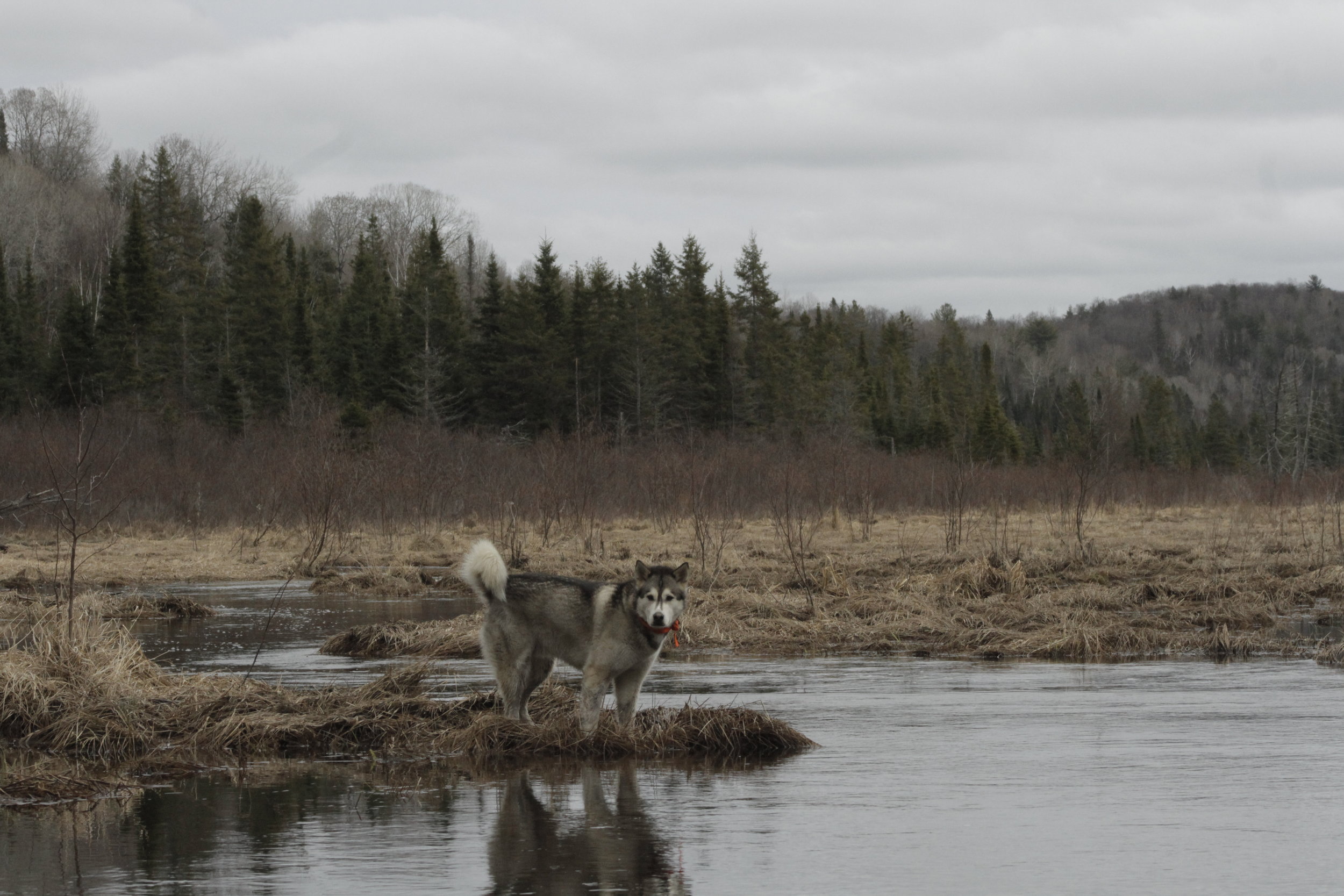 Le Terrain-The Land-Trails-Hiking-Biking-Ottawa-Quebec-Wilderness-offthegrid (Copy) (Copy) (Copy)