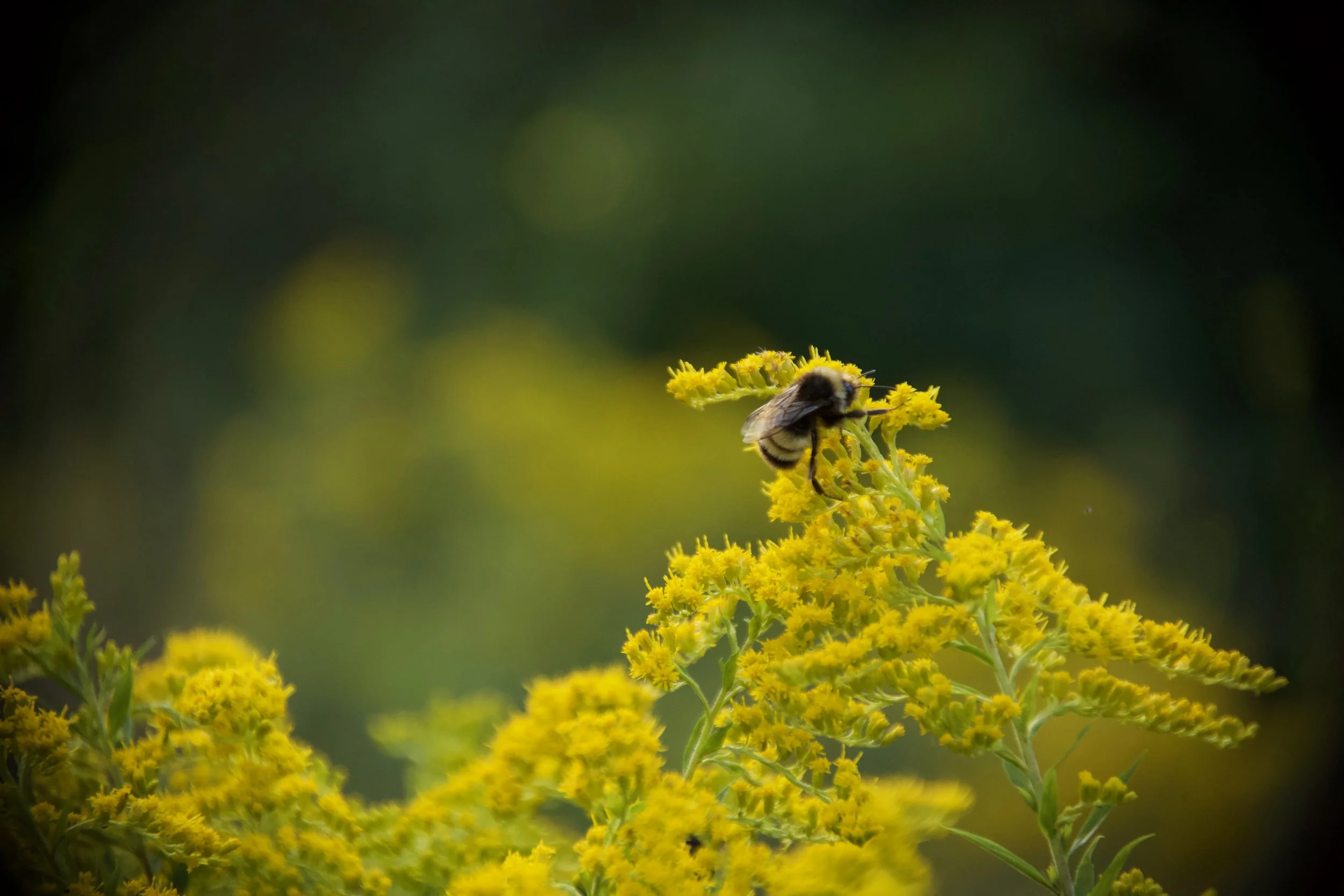 LeTerrain-TheLand-Wildlife-Ottawa-Quebec