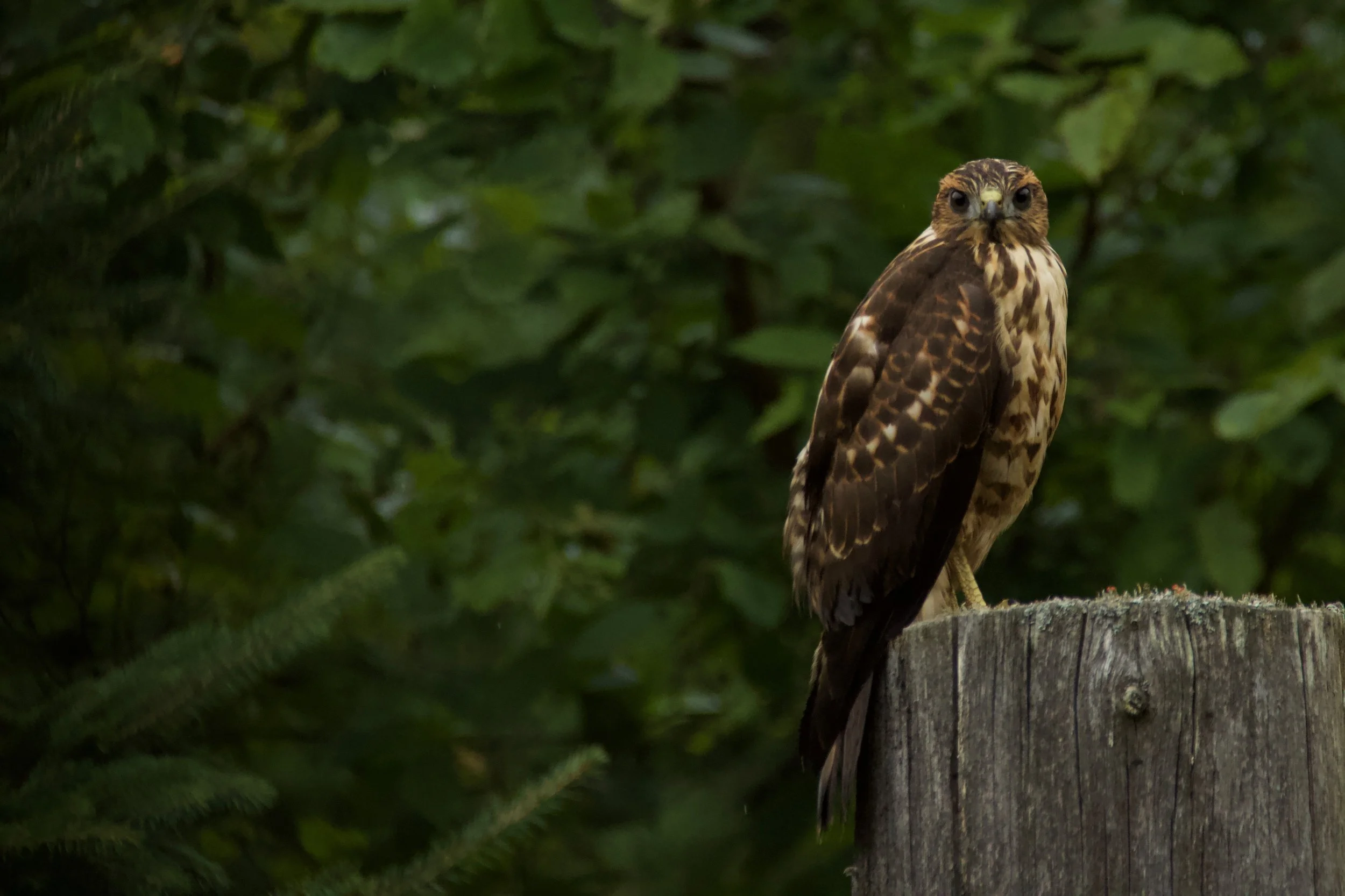LeTerrain-TheLand-Wildlife-Ottawa-Quebec