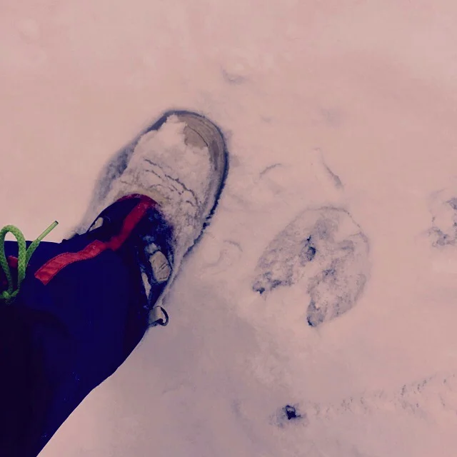 LeTerrain-TheLand-Wildlife-Ottawa-Quebec