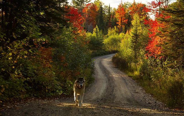 Le Terrain-The Land-Trails-Hiking-Biking-Ottawa-Quebec-Wilderness (Copy) (Copy) (Copy)