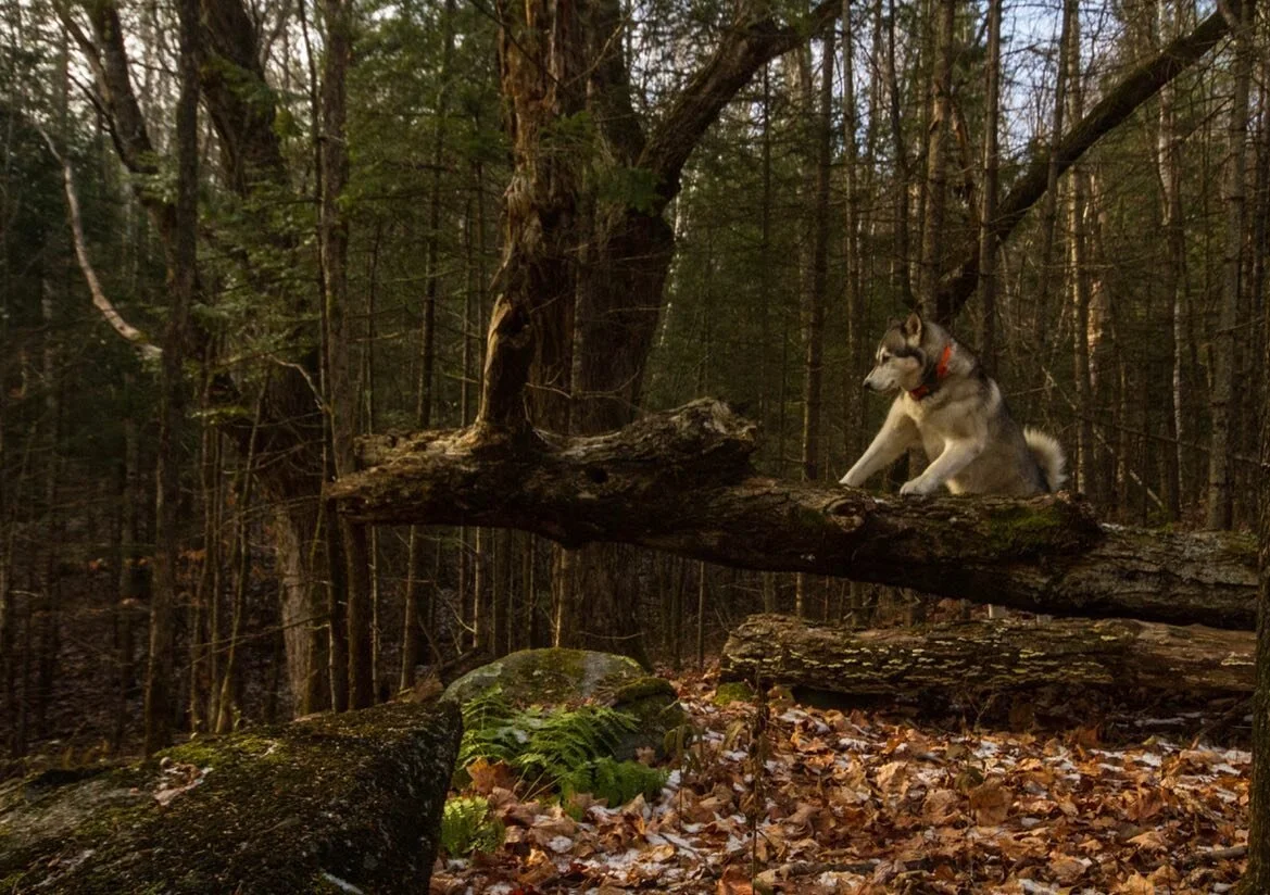 Inook debout sur un tronc tomb&eacute; dans la for&ecirc;t de fin d&rsquo;automne