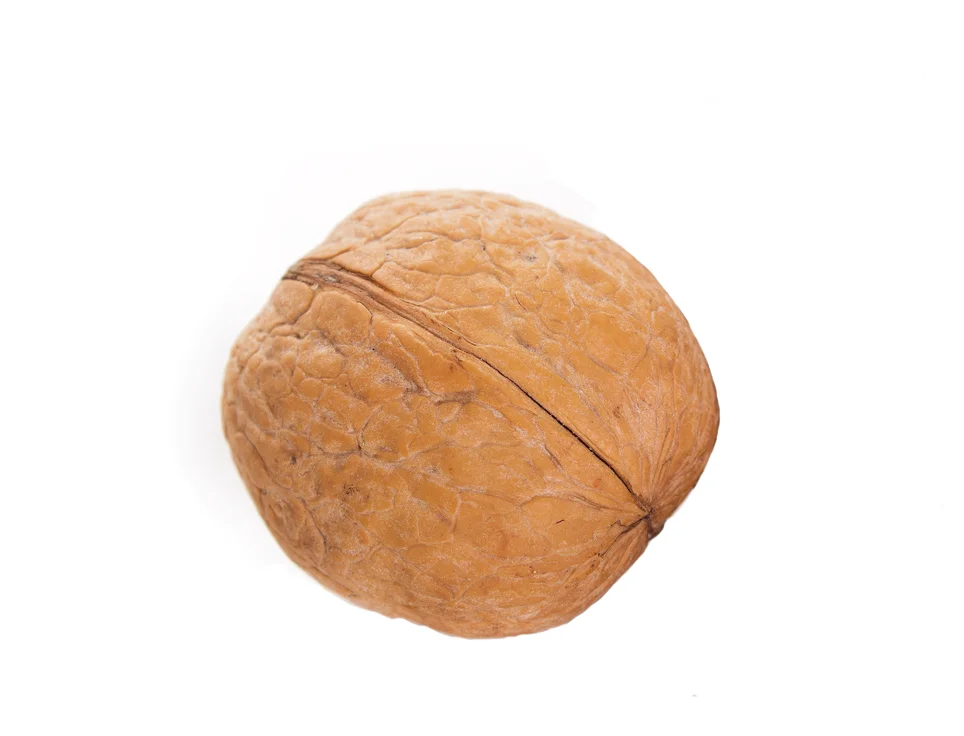 walnut nut.jpg