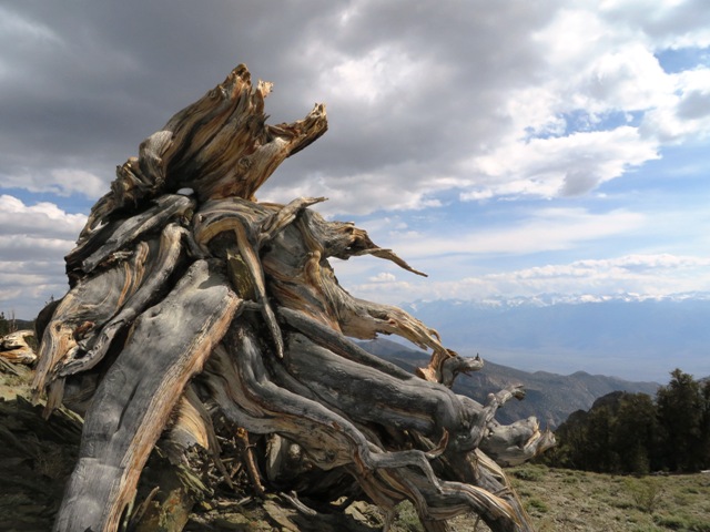 Bristlecone Stump