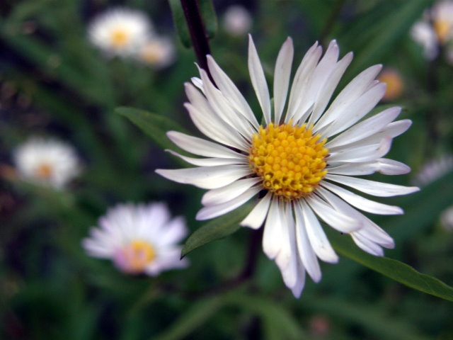 Aster growing near Bishop Creek