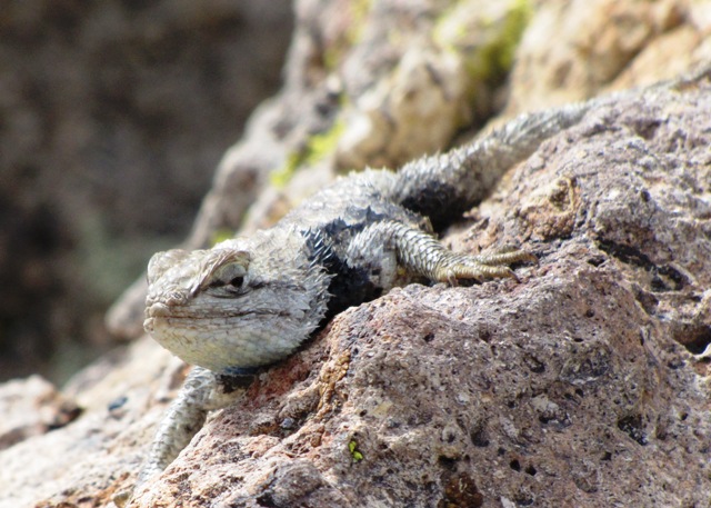 Desert Spiny Lizard in the Owens Valley