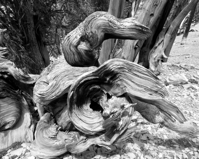 Bristlecone Pine Wood
