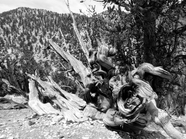 Bristlecone Pine Stump