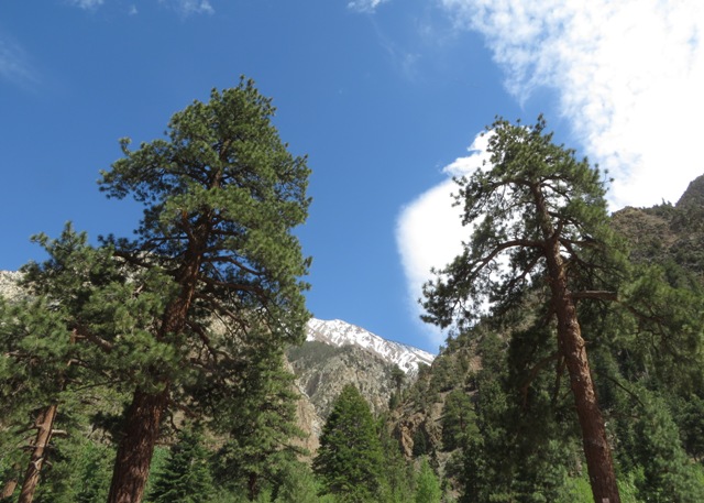 Jeffrey Pines in Pine Creek Canyon