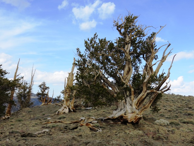 Ancient Bristlecone