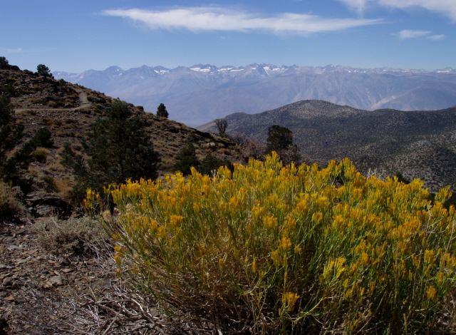 Rabbitbrush in the White Mountains