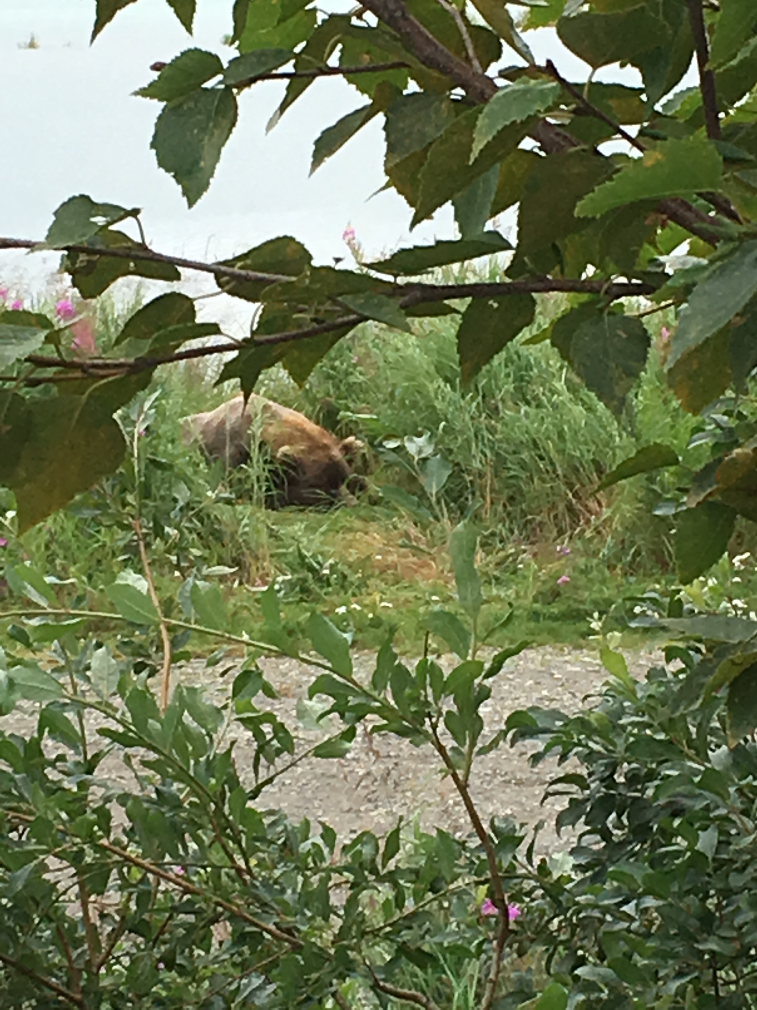 Sleeping Bear, Steer Clear