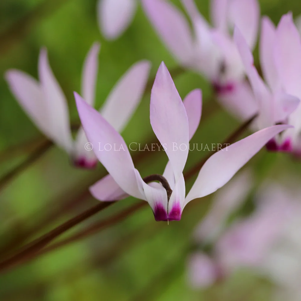 Wild flowers of Lebanon series: cyclamens 1