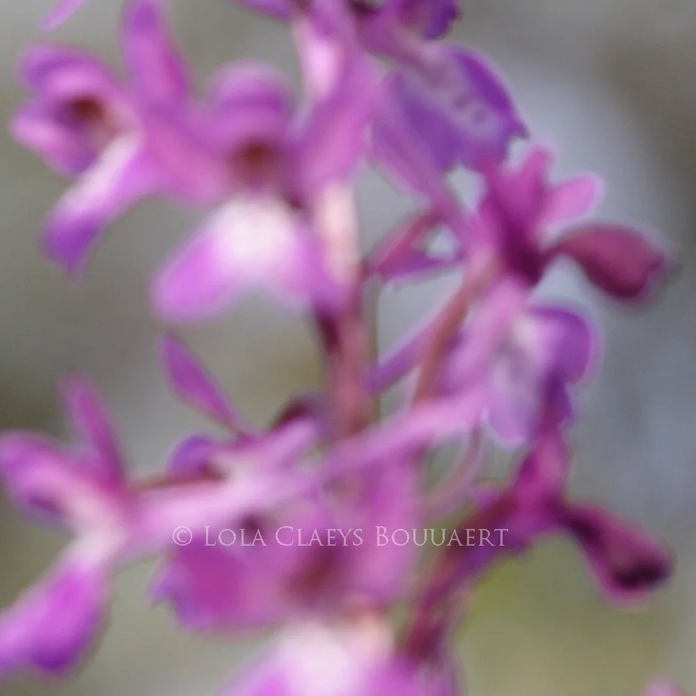 Wild flowers of Lebanon series: Orchid