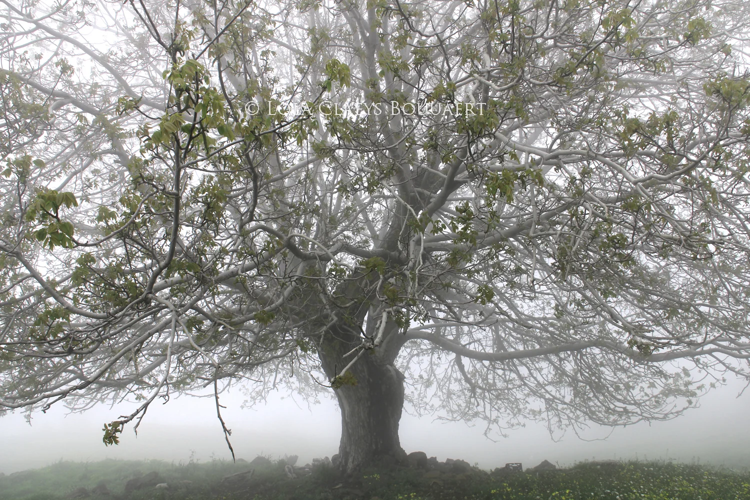 Trees of Lebanon series: walnut tree
