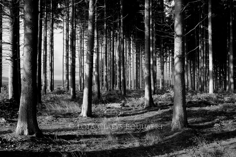 Pine forest in Belgian Ardennes