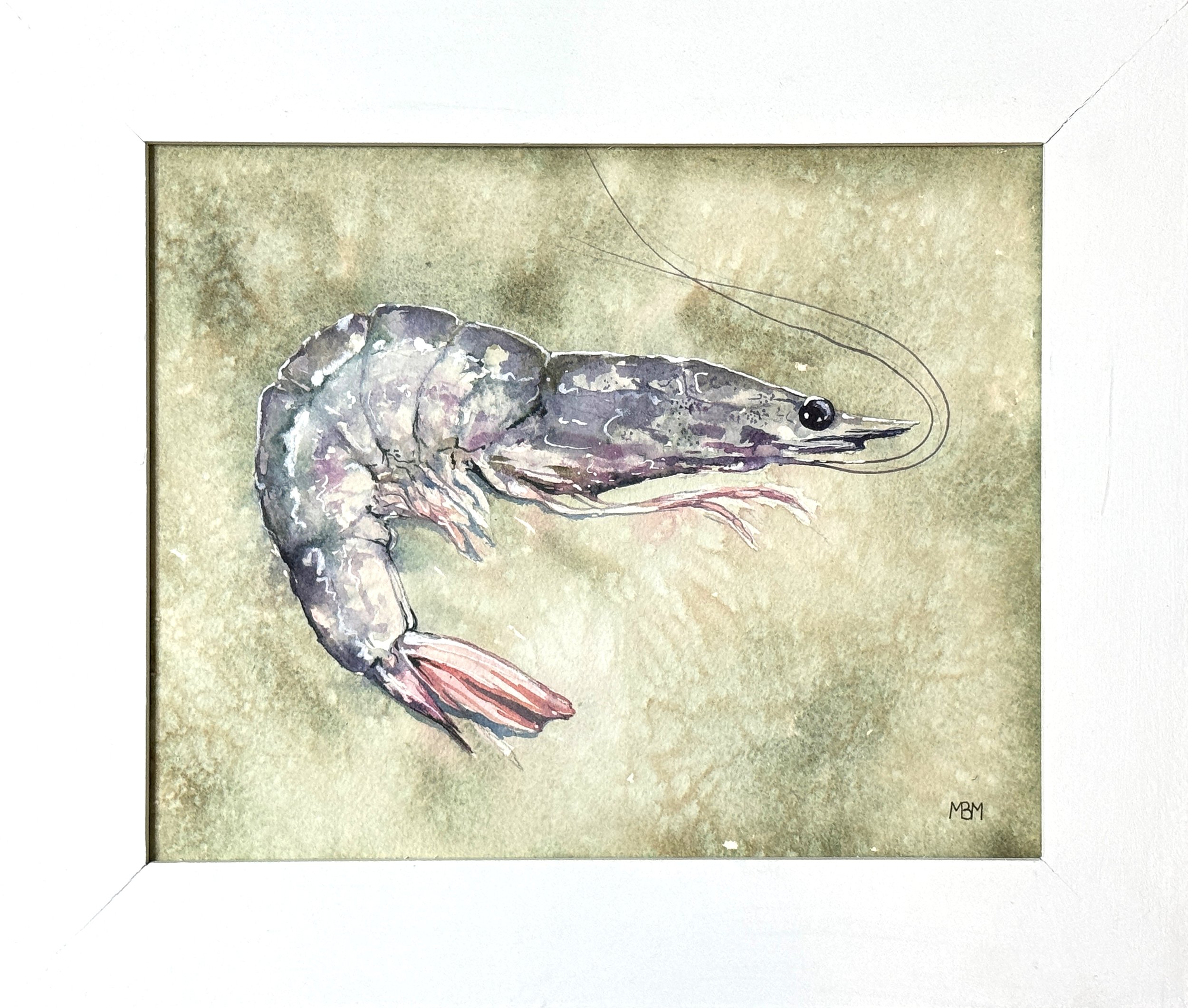 Mini Shrimp #2 11x13