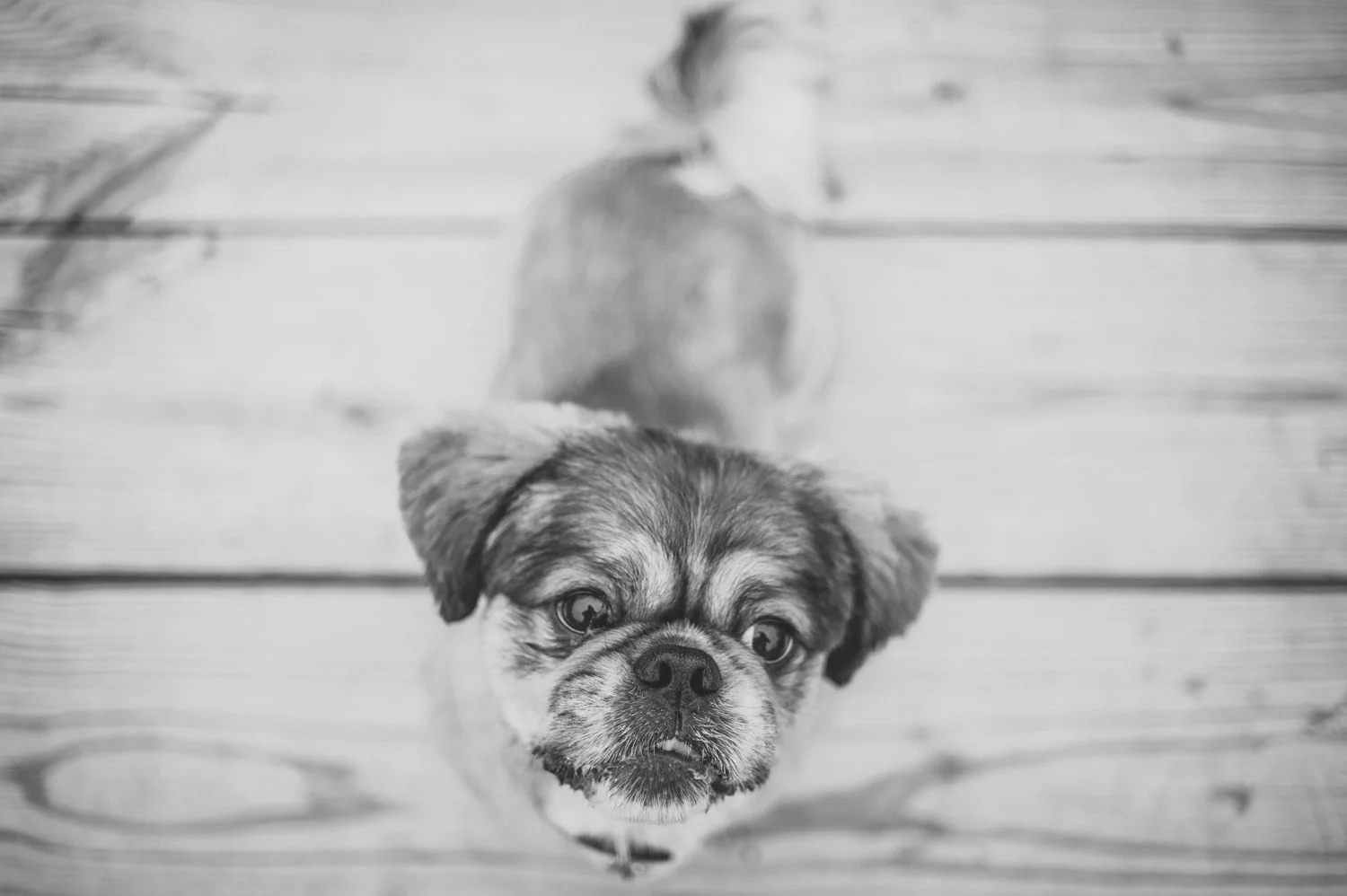 pat-robinson-photography-dog-4.jpg