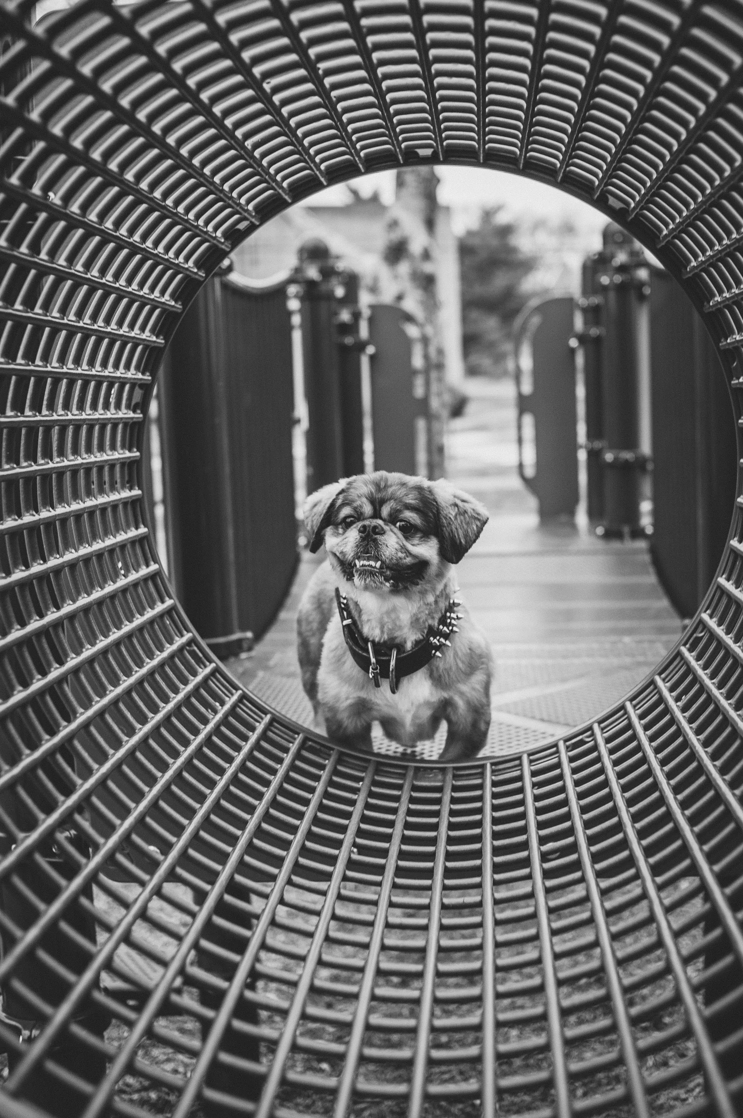 pat-robinson-photography-dog-10.jpg