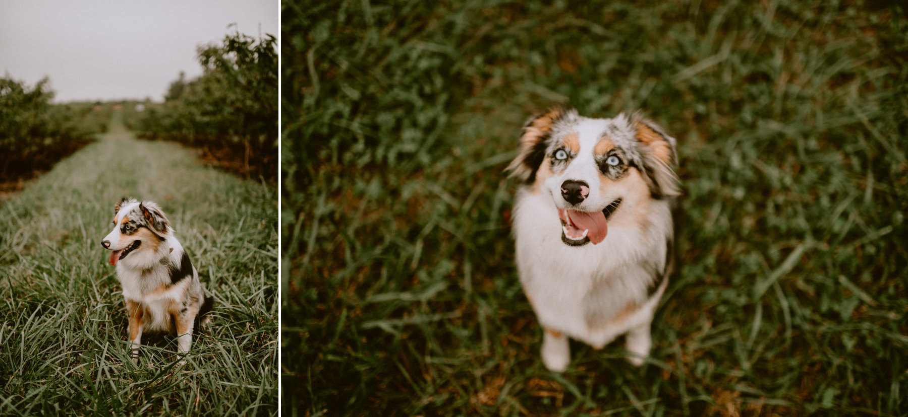 apple_orchard_engagement_session-7.jpg