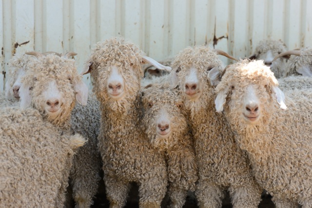 Texas mohair goats!