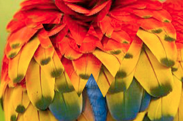 PARROTFINAL.png
