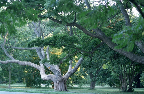 Cork Tree