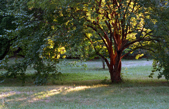 Golden Tree