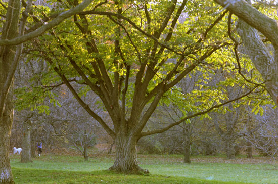 Gold Tree with White Dog