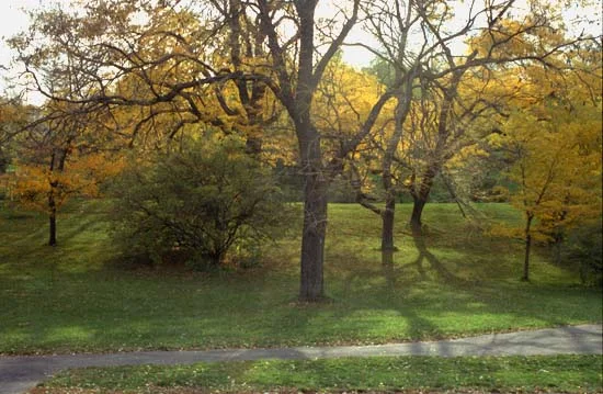 Tree with Shadows