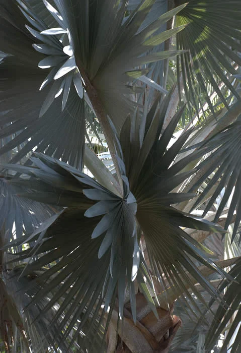 Gray Palm 2