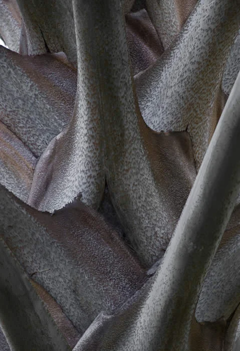 Gray Palm 4