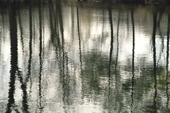 Black & Silver Tree Reflections