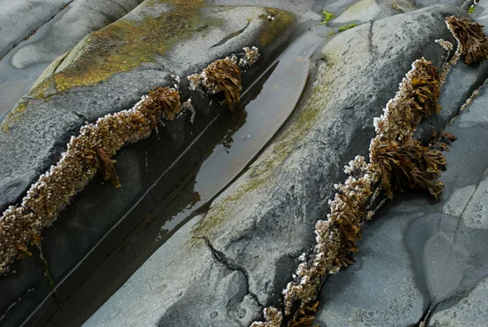 Water, Granite, Rockweed