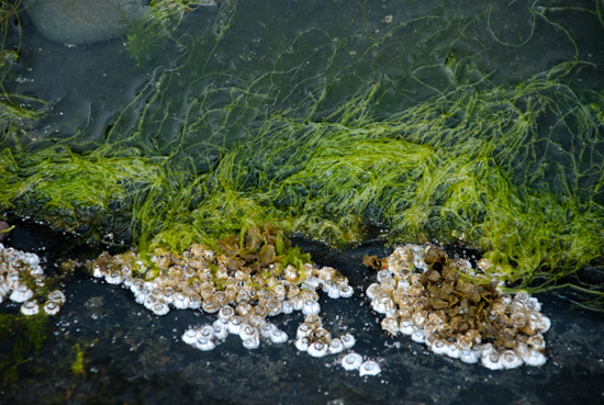 Rockweed and Barnacles