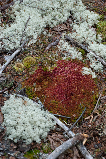 Red Lichen, Reindeer Moss