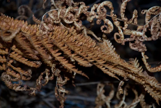 Fern