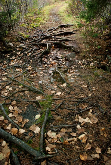Porcupine Path