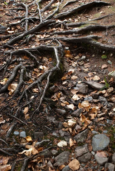 Tangled Roots