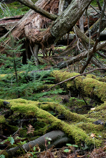 Green Moss, Curved Tree