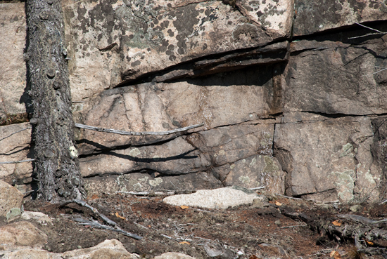 Rock Facade with Tree